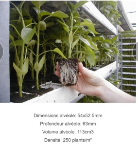 sadbovac euro 60 s paprikou7